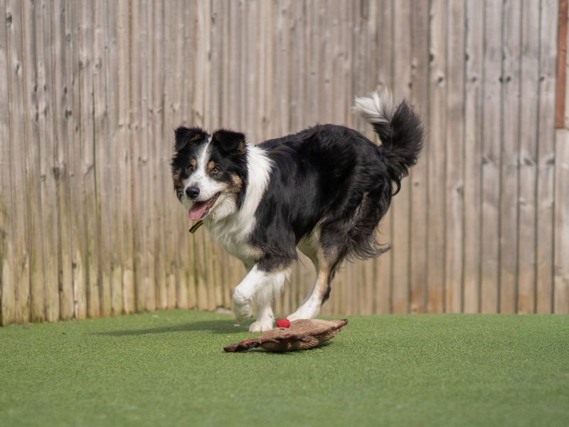 McGill - Image 3 of 5