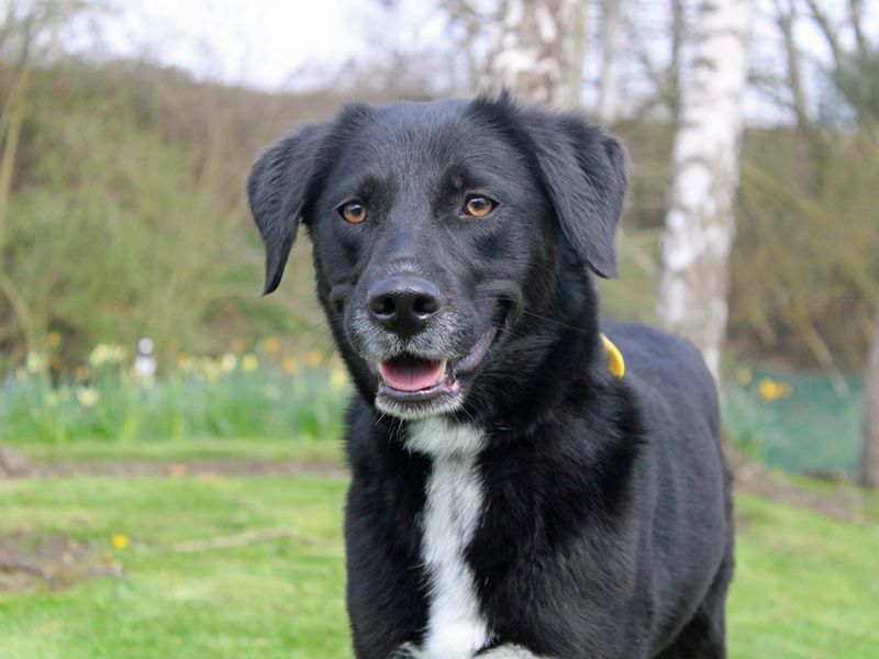 Paige | Collie (Border) Cross | Merseyside (Liverpool) - 1
