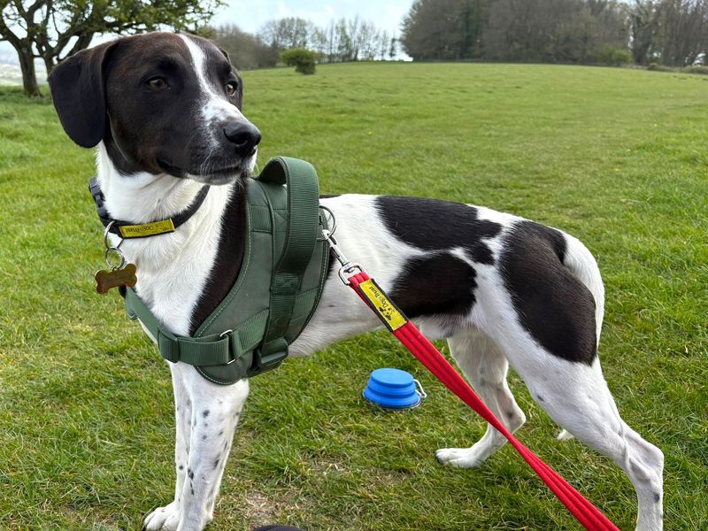 Pickles | Crossbreed | Shoreham (Sussex) - 1