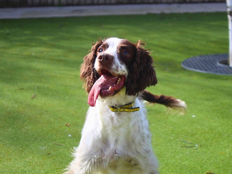 Springer Spaniel Dogs And Puppies For Adoption