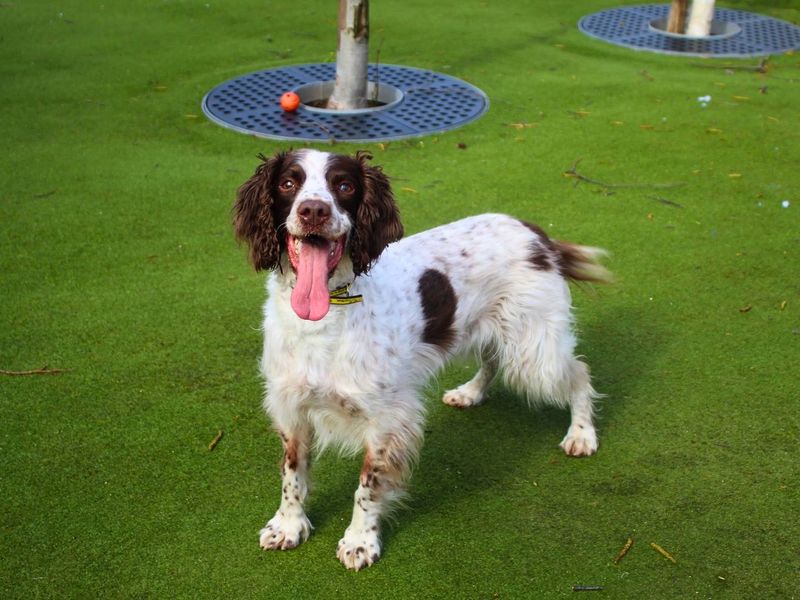 Harry - Image 2 of 5