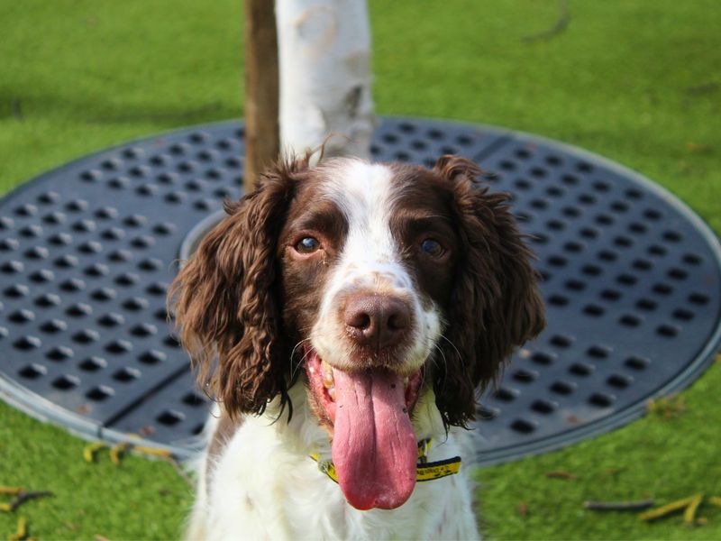 Harry - Image 4 of 5