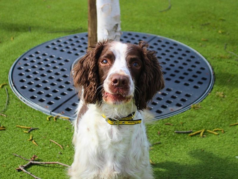 Harry - Image 5 of 5