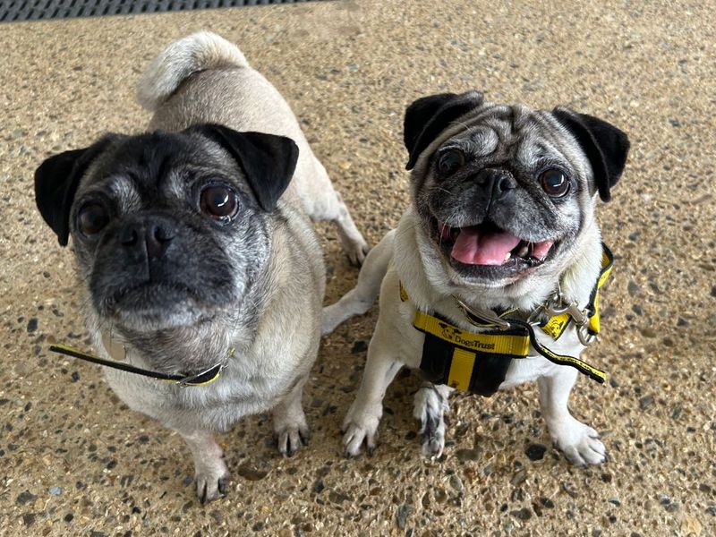 undefined | Pug Cross | undefined - 3