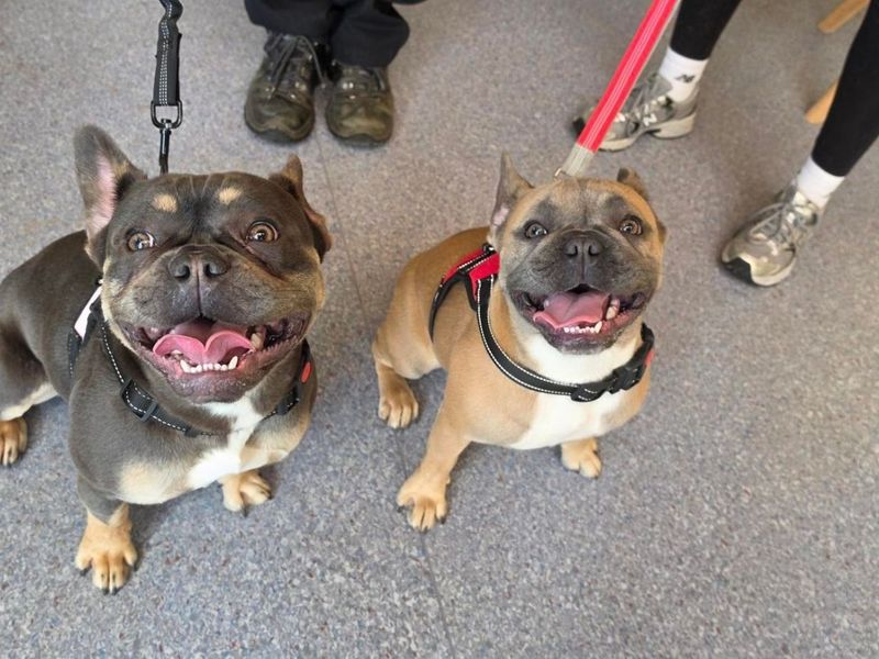 French Bulldog Dogs And Puppies For Adoption