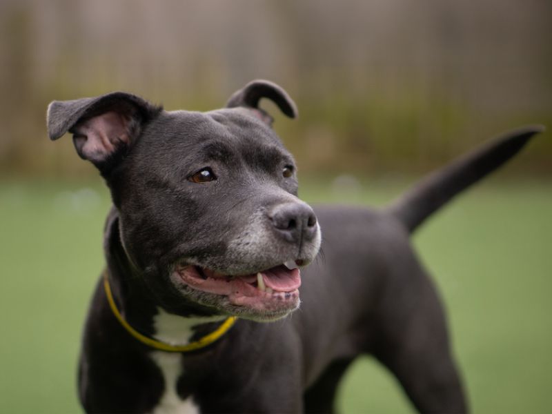 Laika - Image 2 of 4