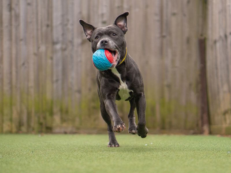 Laika - Image 4 of 4