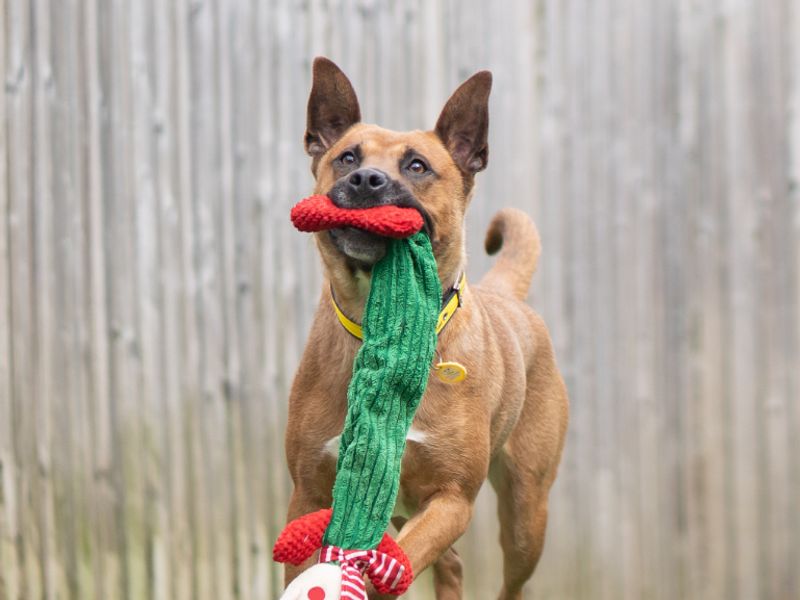 Lana | Belgian Shepherd Dog (Malinois) Cross | Kenilworth (West Midlands) - 1