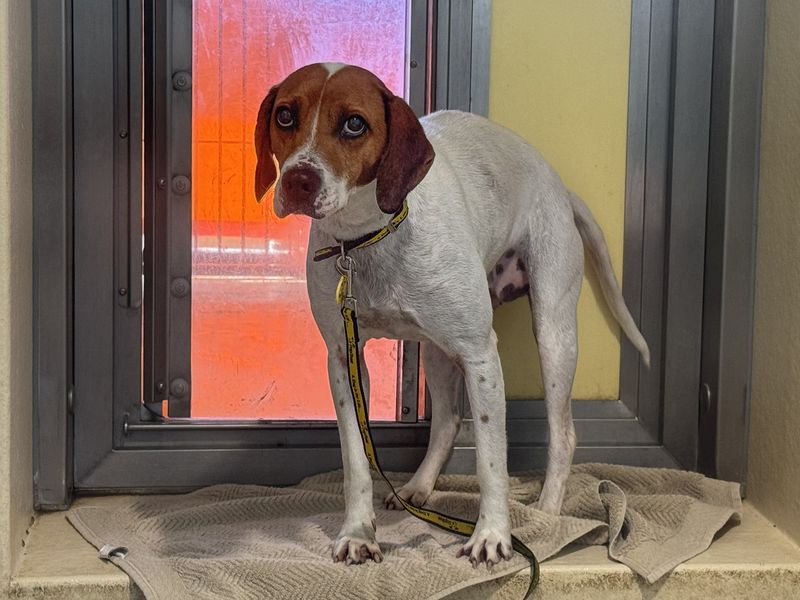 Latte, a 4 years old female Foxhound available for adoption from Dogs Trust in Basildon, Essex