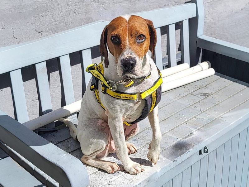 undefined | Foxhound Cross | undefined - 7