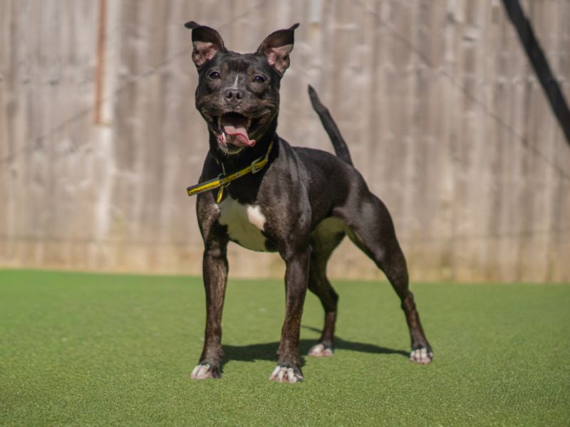 Lolly - Image 4 of 4