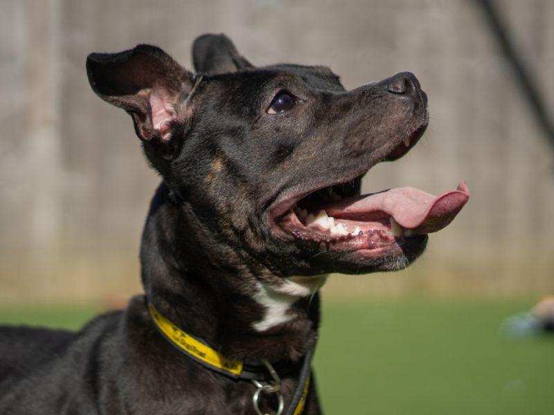 Lolly - Image 2 of 4