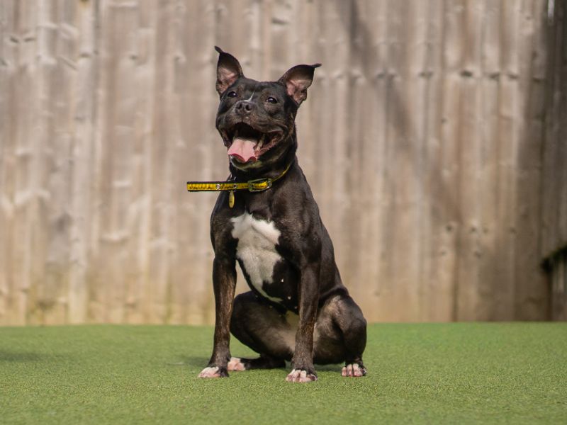 Lolly - Image 3 of 4