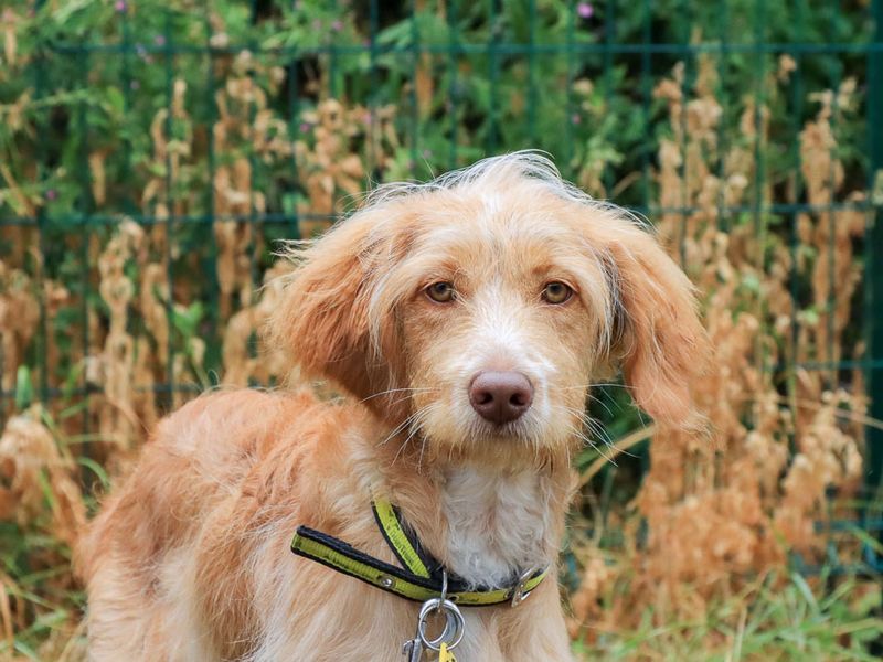 Ted