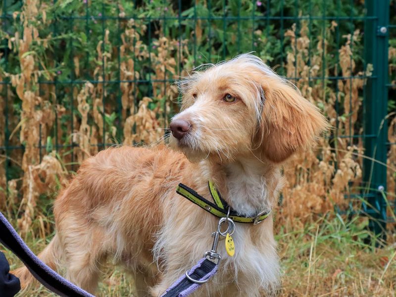 Ted | Spaniel (Cocker) | Evesham (Worcestershire) - 2