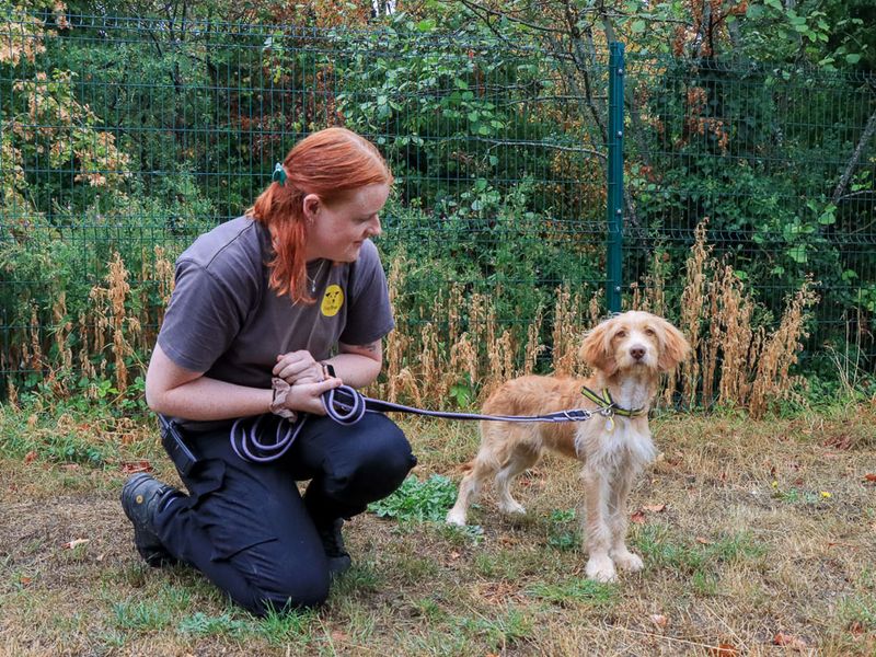 Ted | Spaniel (Cocker) | Evesham (Worcestershire) - 3
