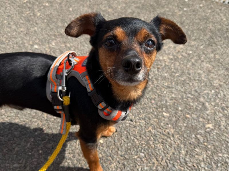 Yorkshire Terrier Dogs And Puppies For Adoption