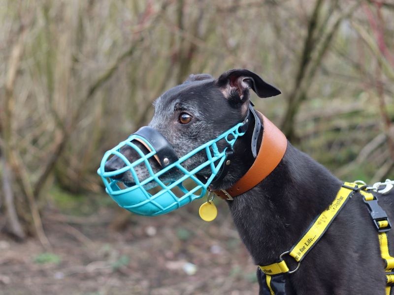 Ronnie | Greyhound | Glasgow - 8