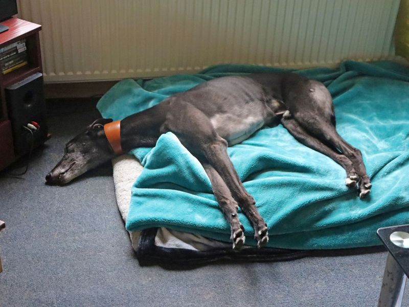Ronnie | Greyhound | Glasgow - 6