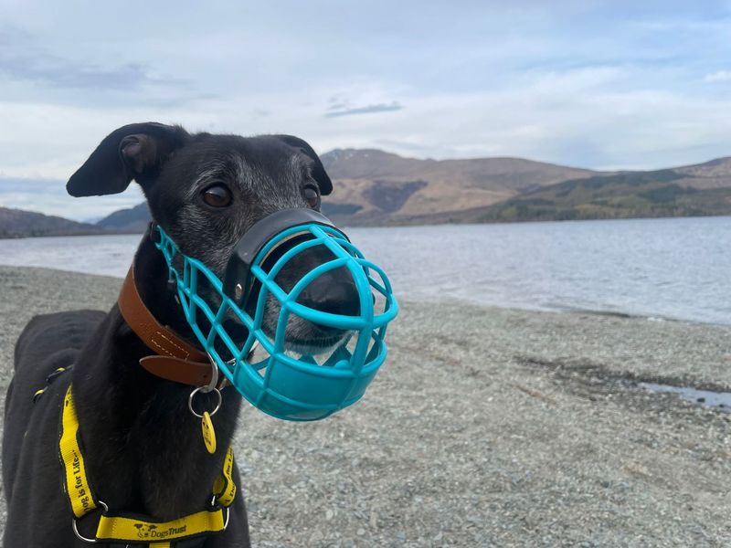 Ronnie | Greyhound | Glasgow - 9
