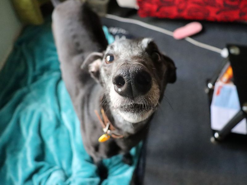 Ronnie | Greyhound | Glasgow - 4