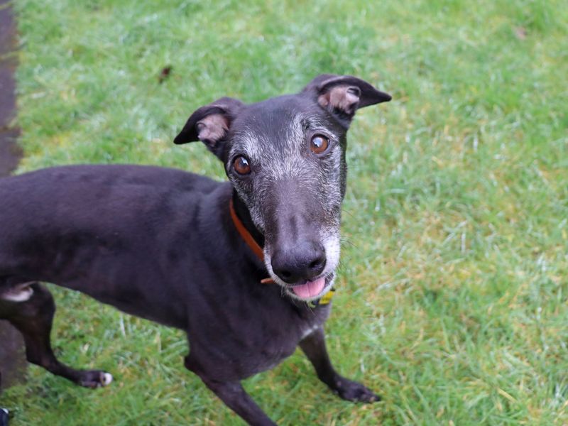 Ronnie | Greyhound | Glasgow - 7