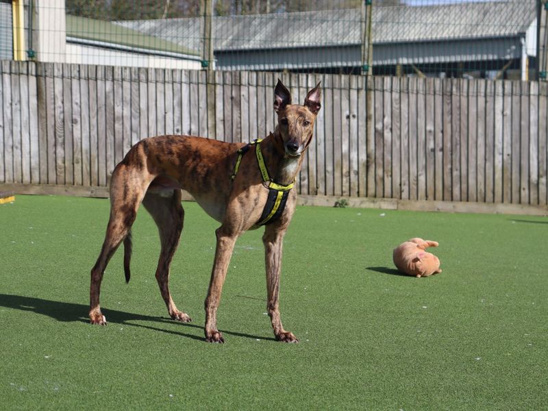 Anton - Image 2 of 4