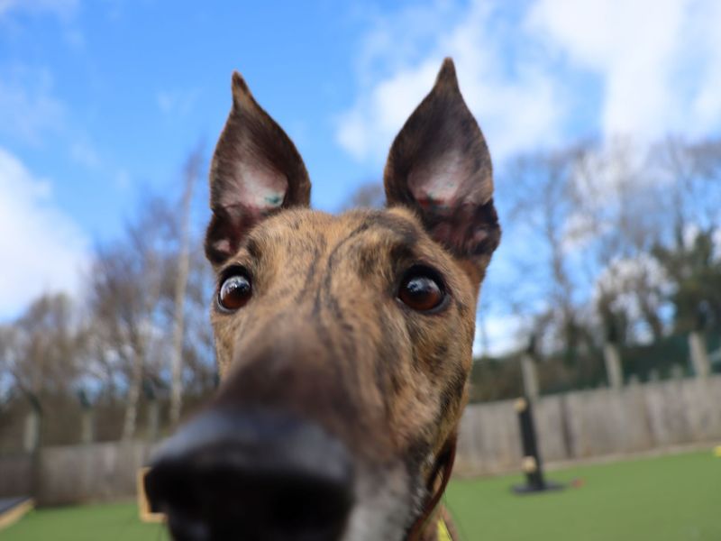 Anton - Image 4 of 4