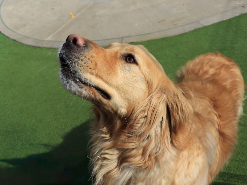 Brodie - Image 5 of 7
