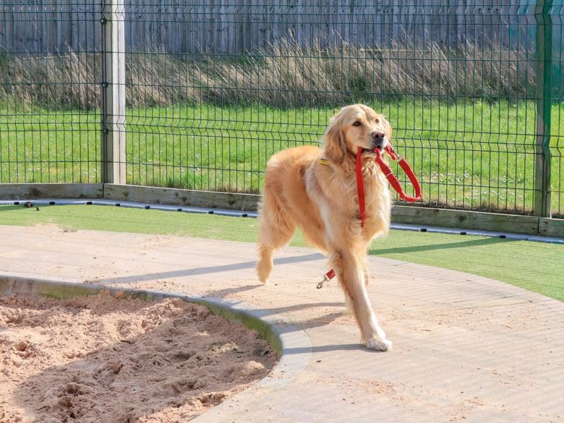 Brodie - Image 3 of 7