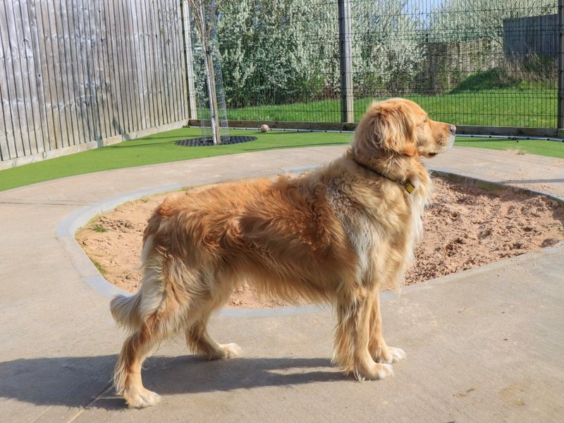 Brodie - Image 6 of 7