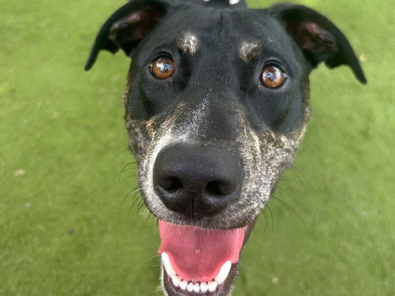 Marley | Beagle Cross | Harefield West London - 2