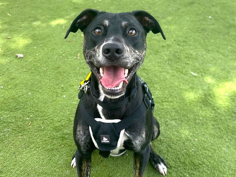 Marley | Beagle Cross | Harefield West London - 3