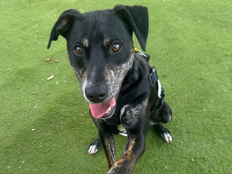Marley | Beagle Cross | Harefield West London - 4
