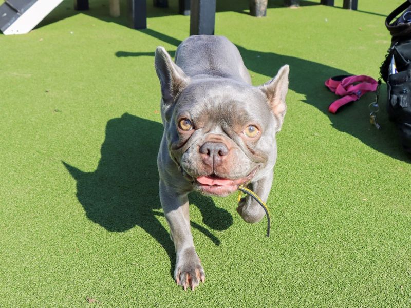 Ivy | French Bulldog | Evesham (Worcestershire) - 1