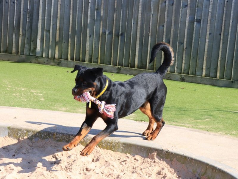 Roger, a 4 years old male Rottweiler available for adoption from Dogs Trust in Evesham, West Midlands