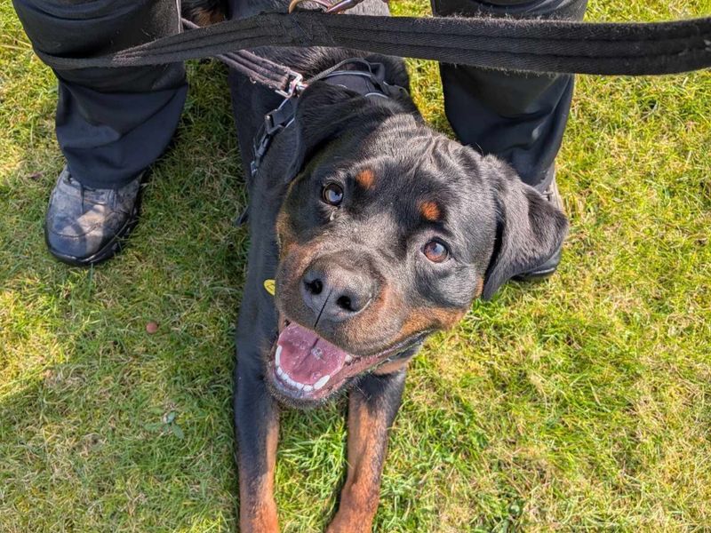 Roger - Image 5 of 6