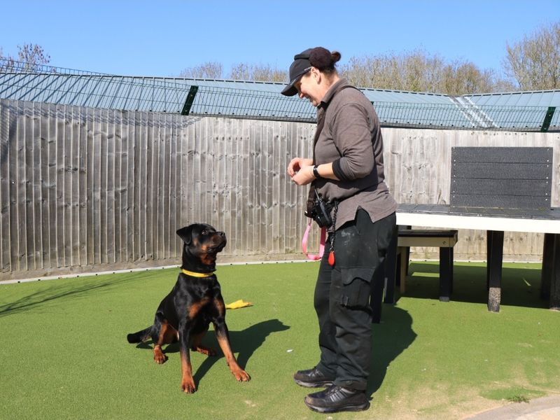 Roger - Image 2 of 6