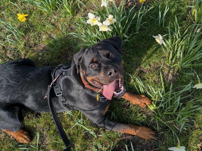 Roger - Image 6 of 6