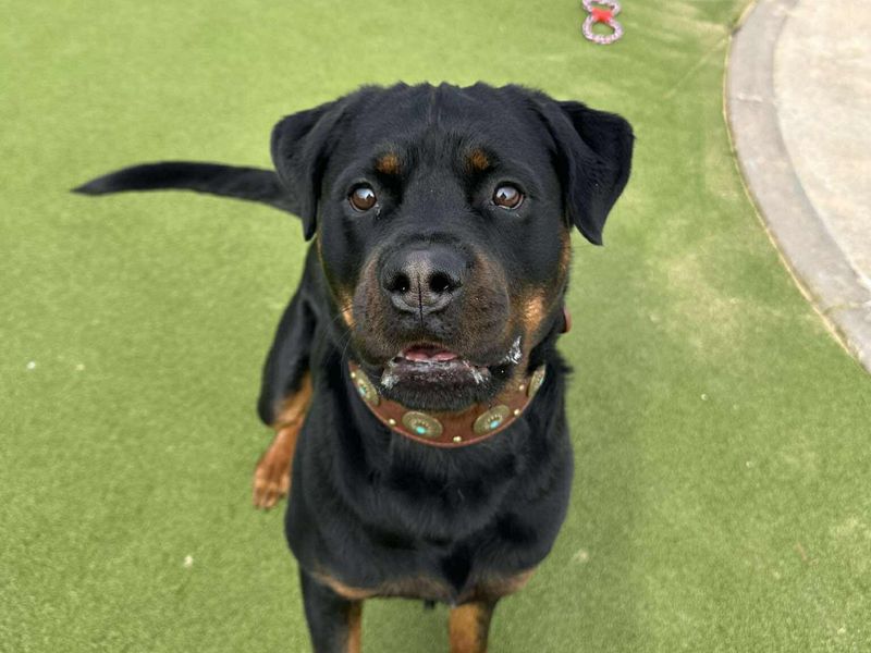 Roger - Image 3 of 6