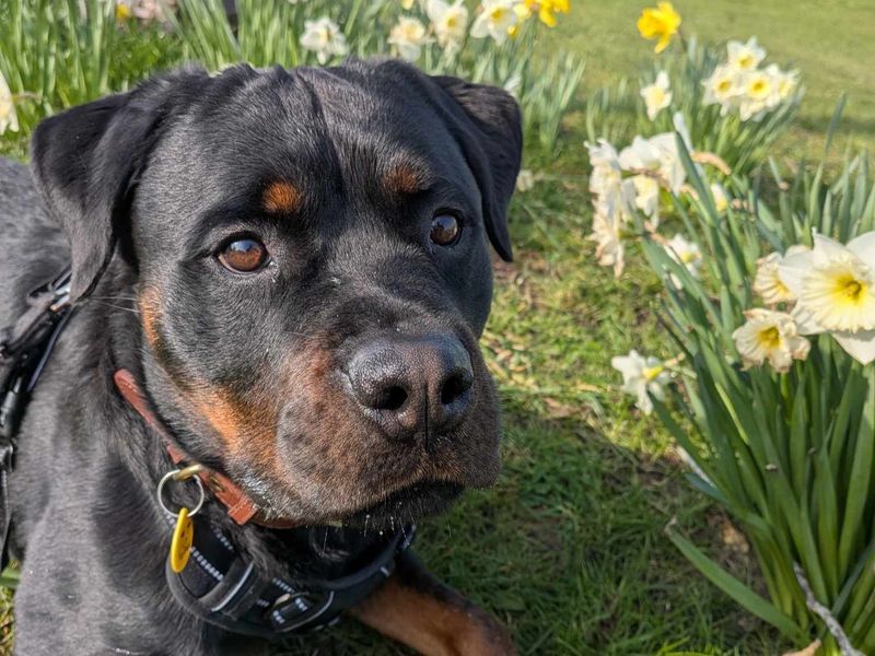 Roger - Image 4 of 6