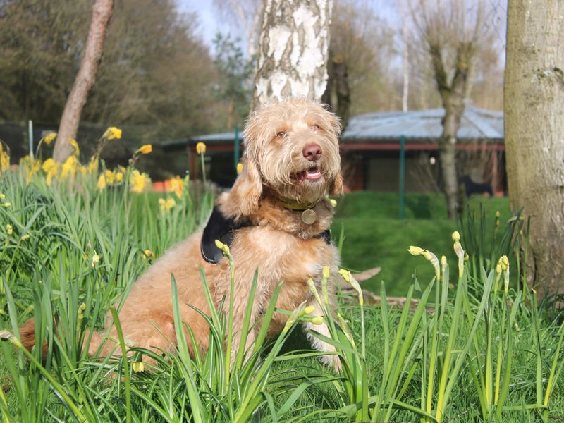 Dipper - Image 4 of 4