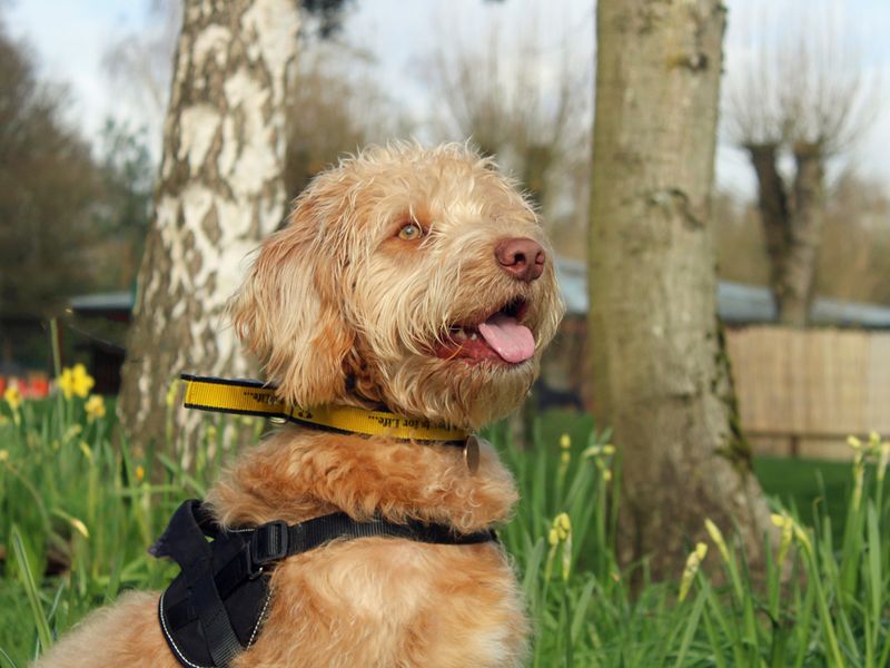 Dipper - Image 2 of 4