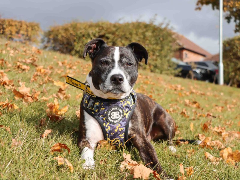 Marley | Terrier (Staffordshire Bull) | Darlington - 2