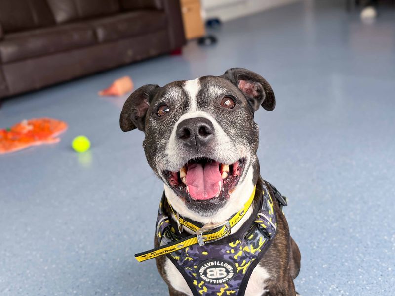 Marley | Terrier (Staffordshire Bull) | Darlington - 3