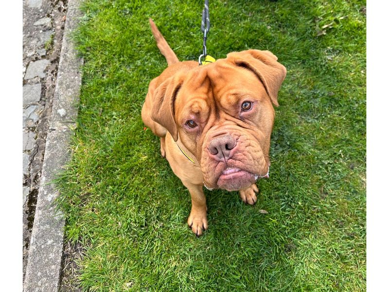 Callie | Dogue De Bordeaux | Cumbria - 1