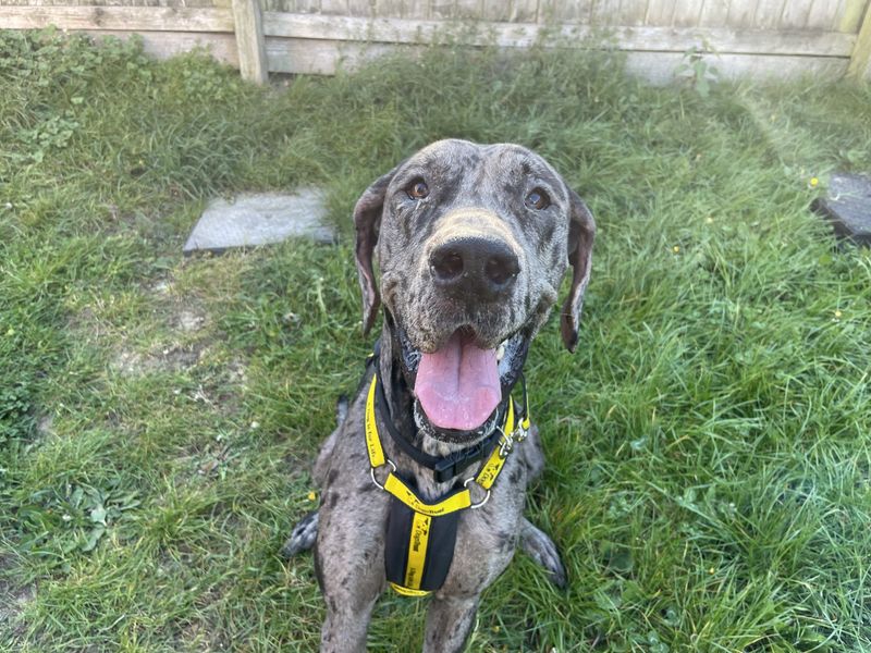 Great Dane Dogs And Puppies For Adoption