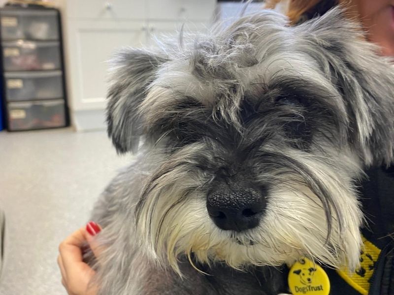 Winnie | Schnauzer (Miniature) | Bridgend (Wales) - 1