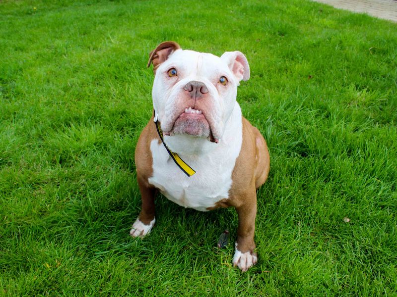 undefined | Bulldog | undefined - 3