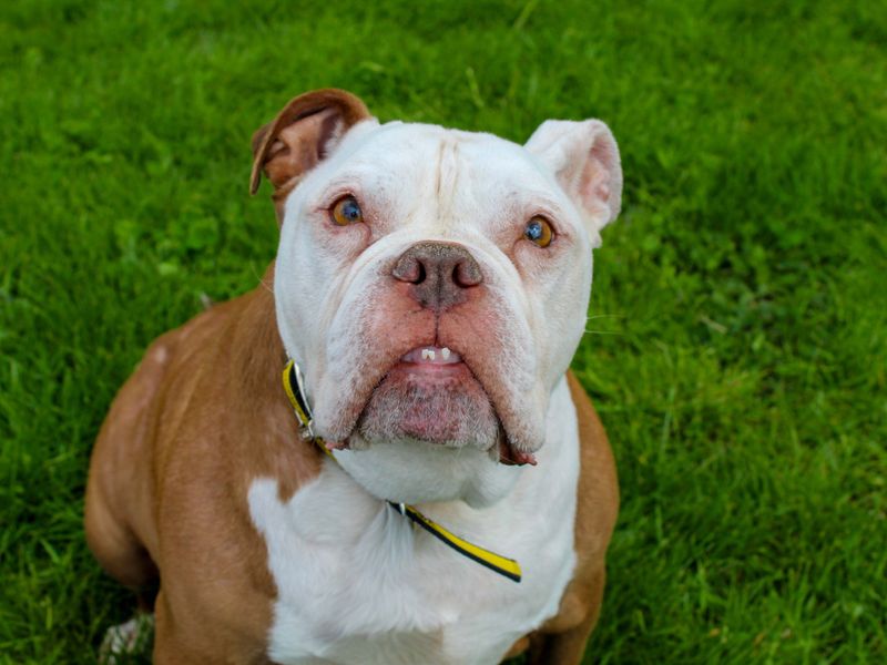 Tyson | Bulldog | Darlington - 1